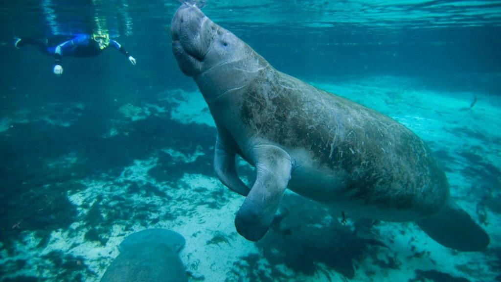 Manatee Club